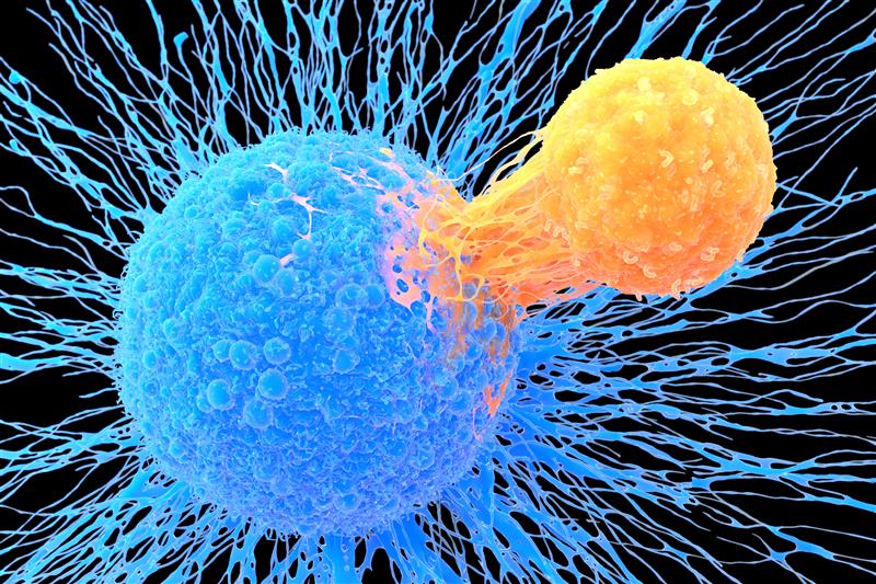 Cancerous T cells may reveal immunotherapy strategies