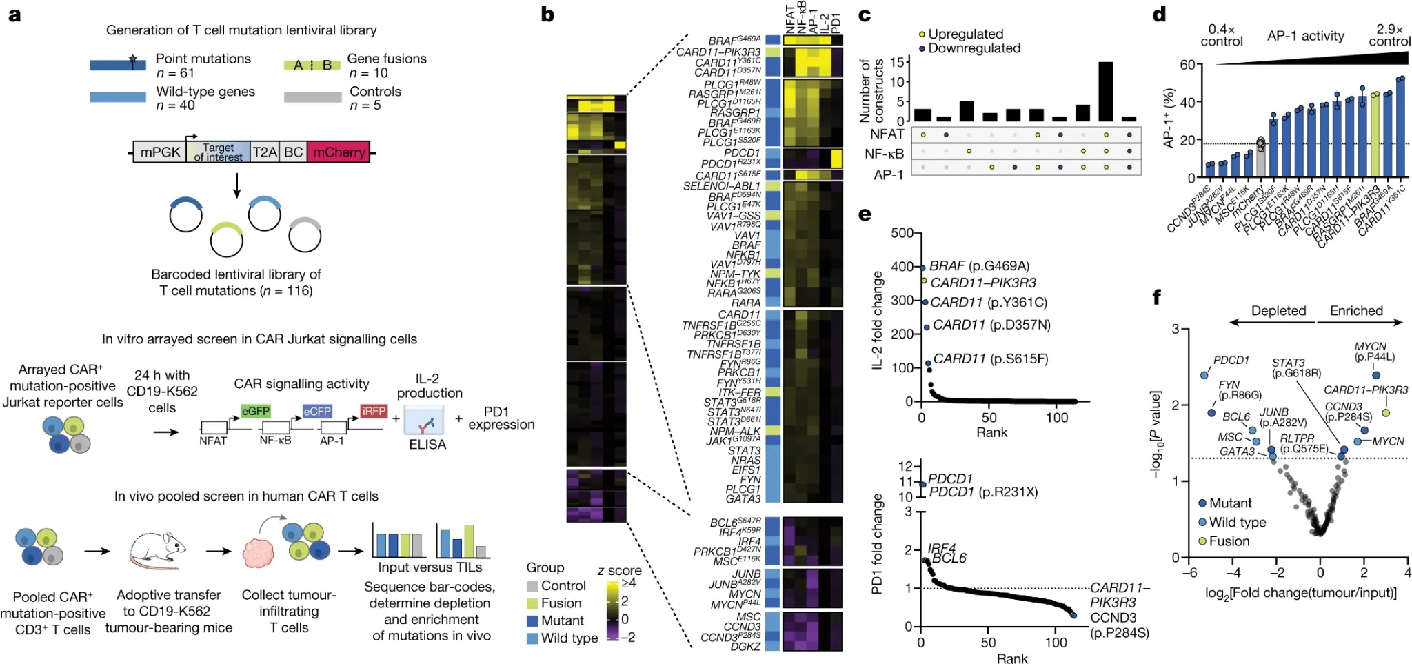 Research figure showing T cell engineering and cellular therapy analysis.